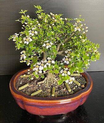 bonsai ebay|Shohin Bonsai for sale .